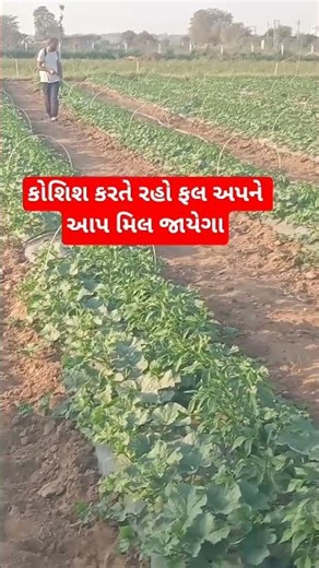 કોશિશ કરતે રહો ફલ અપને આપ મિલ જાયેગા#love #farming