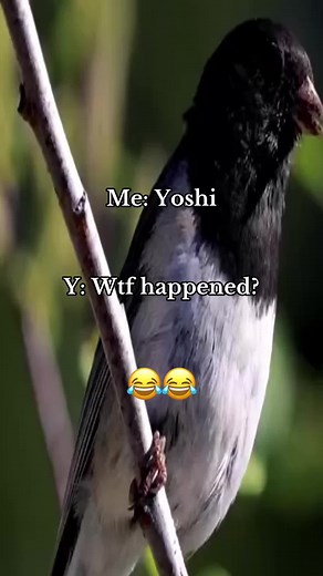 Yoshi Costume and Egg Toy Ideas for Fun Activities