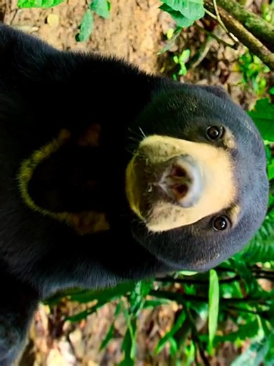 How Animals Build Homes: 7 Clever Examples
