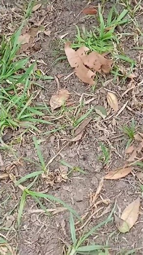 gen05 scrooge bathing mouse 3