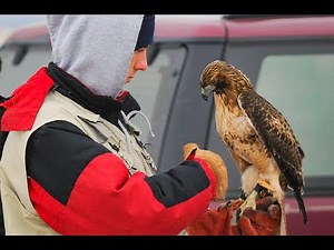 Falconry: Pets vs hunting companion