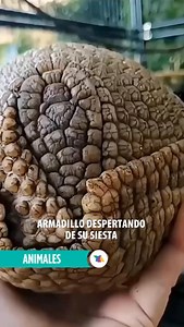 #Animales | Este armadillo acaba de despertar de su siesta… y sí, estaba hecho bolita 😴 Los armadillos se enrollan así para protegerse de depredadores: su caparazón duro funciona como un escudo natural 🛡️✨ La naturaleza siempre sorprende. 🌿 #TvAztecaGuate #ElMejorCanal | TV Azteca Guatemala
