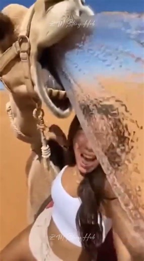 Camel vs Tourist 😂 Unexpected Desert Moment Goes Viral #wildlife #funnyanimals