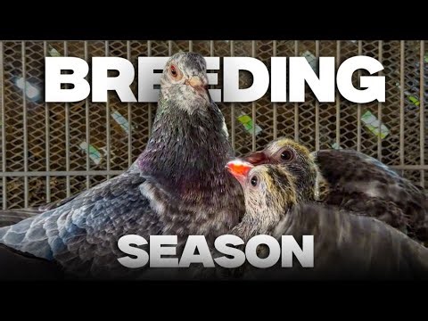 Racing Pigeon Breeding Season… These Pairs Matter