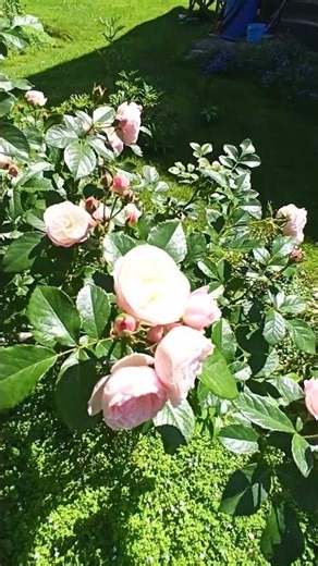 Roses, purchased and propagated: Dinky, Bouquet Parfait, Amadeus, Chippendale.