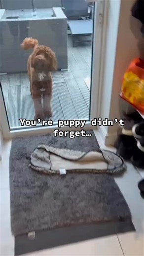 Welcome to the teenage phase! 🫠 Your puppy hasn’t forgotten their training, they’re just testing boundaries. Are you struggling with this phase? It’s a hard one, which is why I have a whole section on how to manage the adolescence phase in my Ultimate Puppy Training guide. Want it? Comment ‘yes’ below and I’ll send you the link! #adolescence #puppytraining #puppys | Doodle Doggies