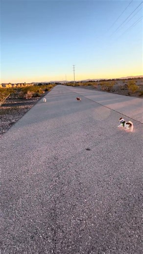 Ready get set go is Gracie’s favorite thing to do along with Theo and Mamacita, a.k.a. Elsa #Puppies