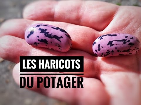 HARICOTS ESPAGNOLS AU CHORIZO FAÇON POPOTE