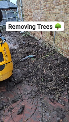 Removing Trees growing up the side of the house #construction #building #garden #renovation #diy #project #bamboo #trees #treesurgery #gardening | The Big House Renovation