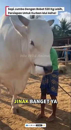 😱520Kg BERAT SAPI, SIAP DILEPAS OLEH PEMILIK UNTUK KURBAN! #sapi #cow #kurban #sapijumbo #animals