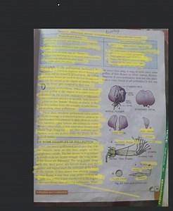 Table 5.2: Differences between wind-pollinated and insect-polli... | Filo