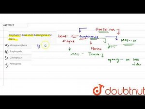 Elephant's tusk shell belongs to the class