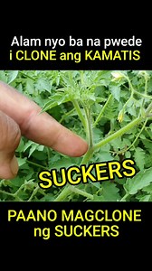 4.2M views · 79K reactions | Paano mag CLONE ng Kamatis #agrinihan | Agrinihan | Facebook