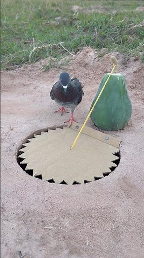 Amazing Technique Pigeon Trap #shorts