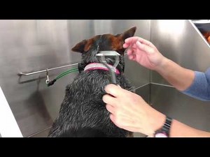 Best Tools for Deshedding Labs/Heelers