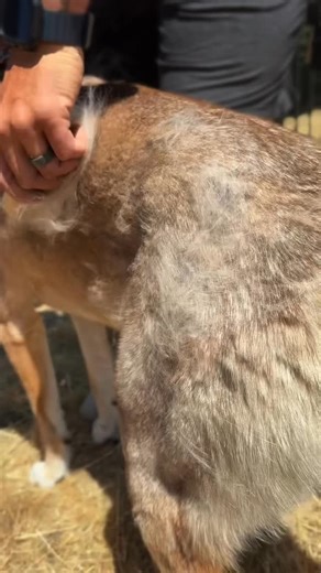 Labrador retriever 🐶 on Instagram: "🐾✨ Less fur on your floor, more shine on their coat! A deshedding dog brush gently removes loose hair while keeping your pup’s coat healthy, smooth, and tangle-free — making grooming time a breeze. 🐶💙 #DesheddingDogBrush #DogGrooming #HappyPetsHealthyHome #PetCareMadeEasy #ShinyCoat"