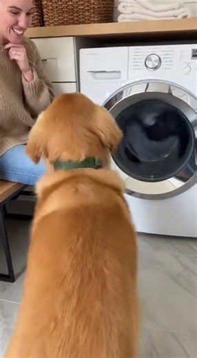 Dog protects owners from washer!