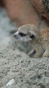 32K views · 471 reactions | Gemesin banget ini 2 baby meerkat | Alshad Ahmad | Facebook