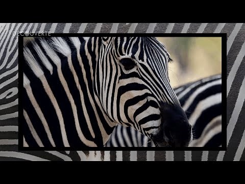 Découverte | Les zèbres perdent leurs rayures
