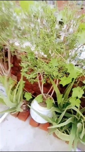 vegitables garden tour#viral #viralvideo #viralshorts #shorts #shakirgardeningtips##tranding plant