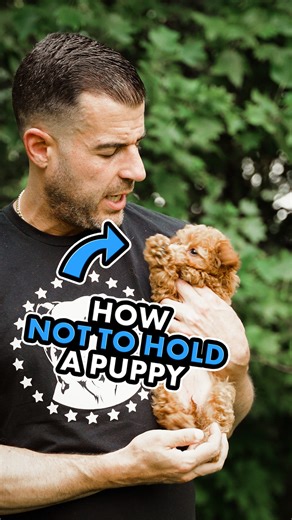 This is how I recommend holding a puppy OR a small adult dog.⁣ ⁣ Remember, it's all the little things that add up to the overall relationship with your dog.⁣ ⁣ Holding a puppy or small dog like a human baby and exposing their belly can cause them to feel more vulnerable, which could make them more insecure, depending on the individual dog and your relationship with that dog.⁣ ⁣ Here, you will see Rumi, who is only 8 weeks here, reacting with discomfort to being held upright like a human baby.⁣ ⁣