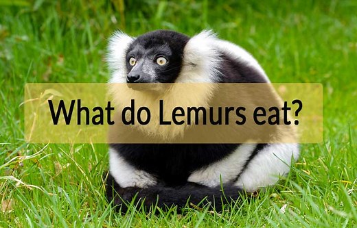 What Do Lemurs Eat & Drink? Lemur Diets, Favorite Food - Primates Park