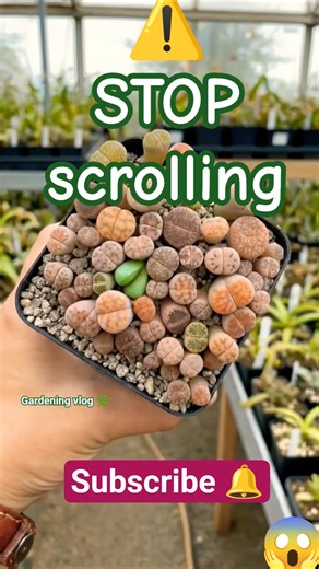 🌟 These Plants Look FAKE 😱🌿 But They’re 100% REAL 🤔 | World’s Strangest Plants 🪴 | Gardening vlog 🌿