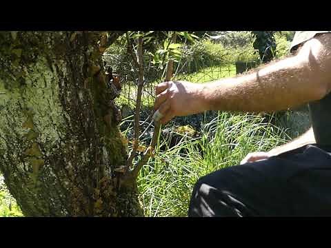 Tutoriel de taille d'entretien d'un Amandier formé en trogne (N)