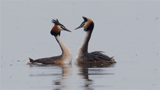 Easy tips for filming wildlife like a professional