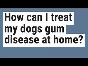 How can I treat my dogs gum disease at home?
