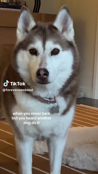 testin’ out my woofs 📢 #husky #huskysoftiktok #huskytalking #woof #redhusky