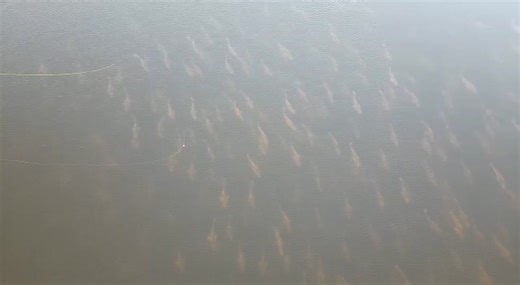 Pesca Épica de Corvinas Negras en Santa Lucía