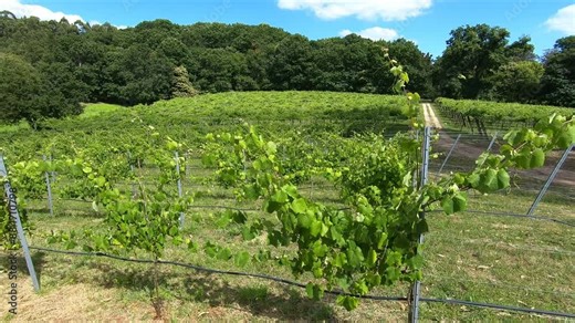 Grape plantation to produce albarino wine, typical of the Galicia region - Sanxenxo, Spain