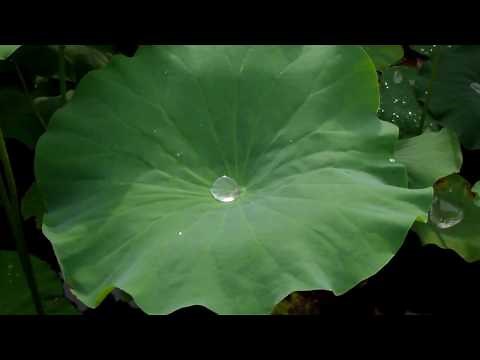 The Lotus Effect 蓮の葉の撥水性：ロータス効果の実演