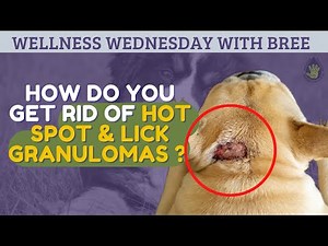 How do you get rid of Hot Spot & Lick Granulomas at home || Essential Oils Recipe
