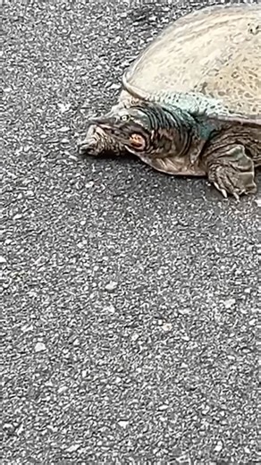 Turtle Finding His Way @ The Villages In Florida