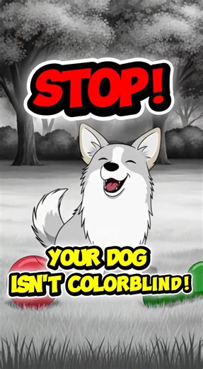 How your dog REALLY sees you 😱 #shorts