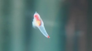 流氷の天使クリオネ