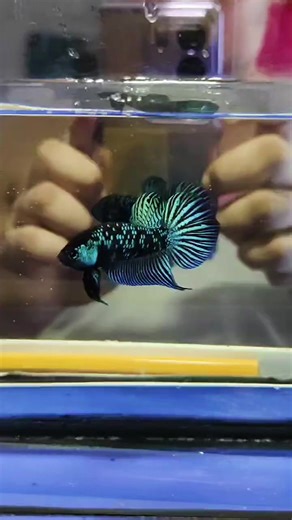 Green Alien Avatar Betta Fish Care Guide