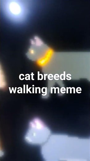 cat breeds walking meme