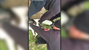 Firefighters free dog stuck in sewer pipe