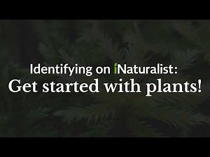 Start learning how to identify plants | Identifying on iNaturalist, Part 2