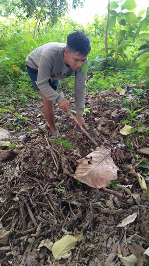 di balik daun kering ada hewannya #animalshorts #animals #animalstory #animalsvideo