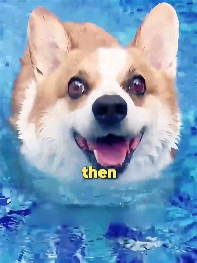Husky Swims Like a Pro While Corgi Panics