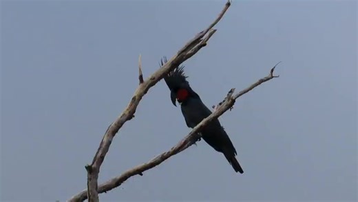 Echidna Walkabout Nature Tours on Reels