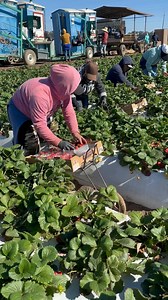Así se cosecha las fresa en California | El Campesino