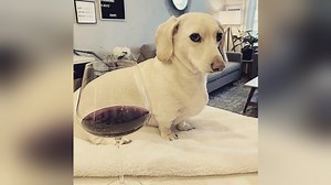 Homophobic Dog / Not Too Fond Of Gay People | Know Your Meme