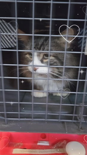 Marty Hannah Cardinal Strathdee on Reels