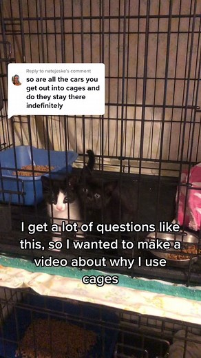 Reasons for Using Cages in Kitten Socialization | Feral Kitten Rescue