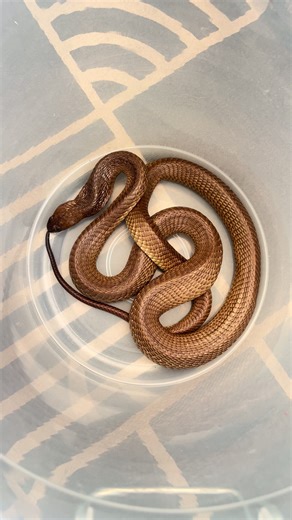Discover the Fascinating Movement of Snakes in Nature